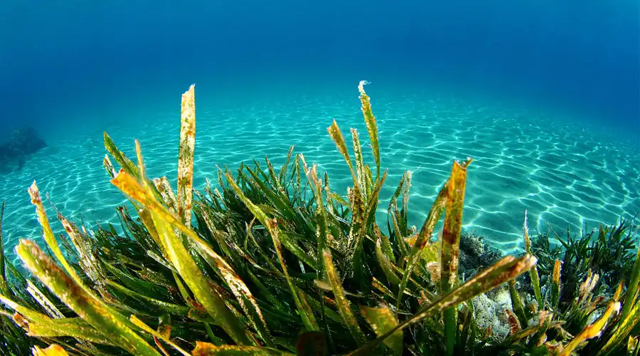 Pure Astaxanthin Powder in Beauty and Wellness Formulations